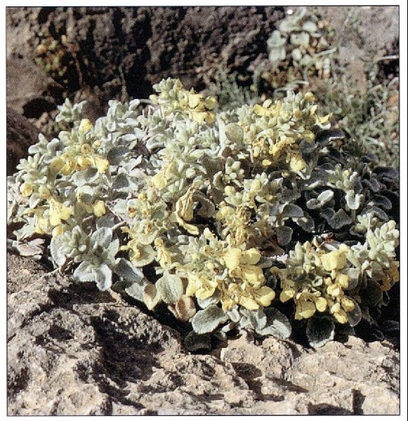 Stachys chrysantha